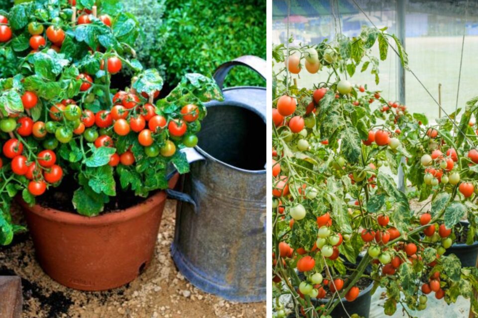 piantare i pomodori