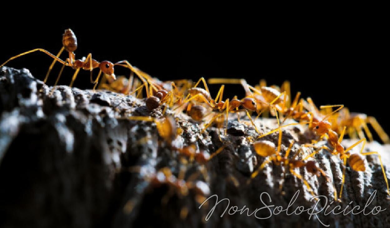 scacciare le formiche con rimedi naturali