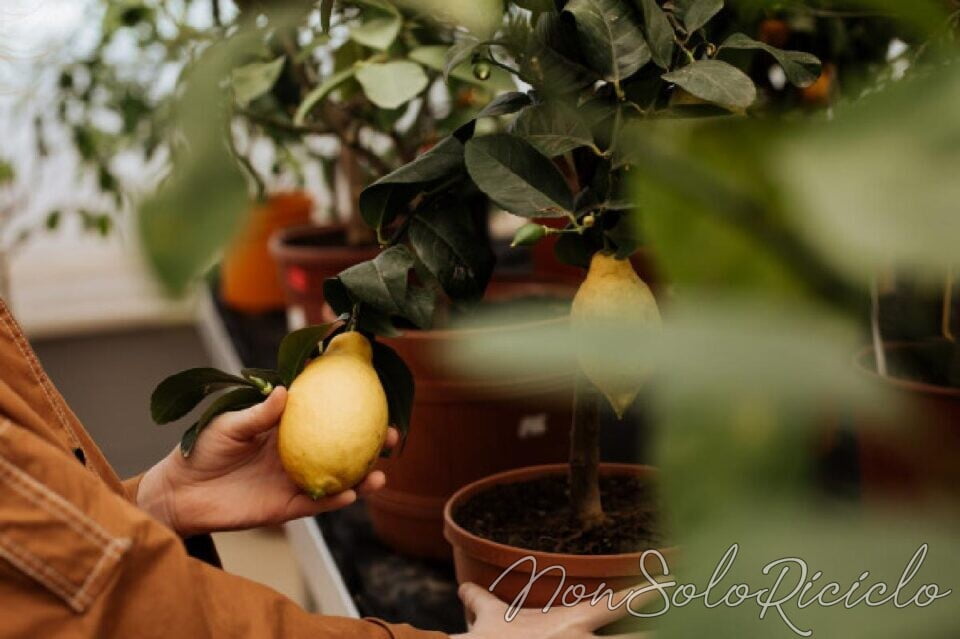 coltivare limoni in giardino e in vaso