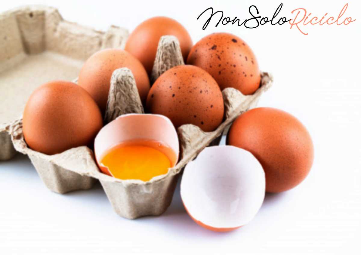 cibi che vanno lavati e close up raw chicken eggs egg box shell isolated 103324 257