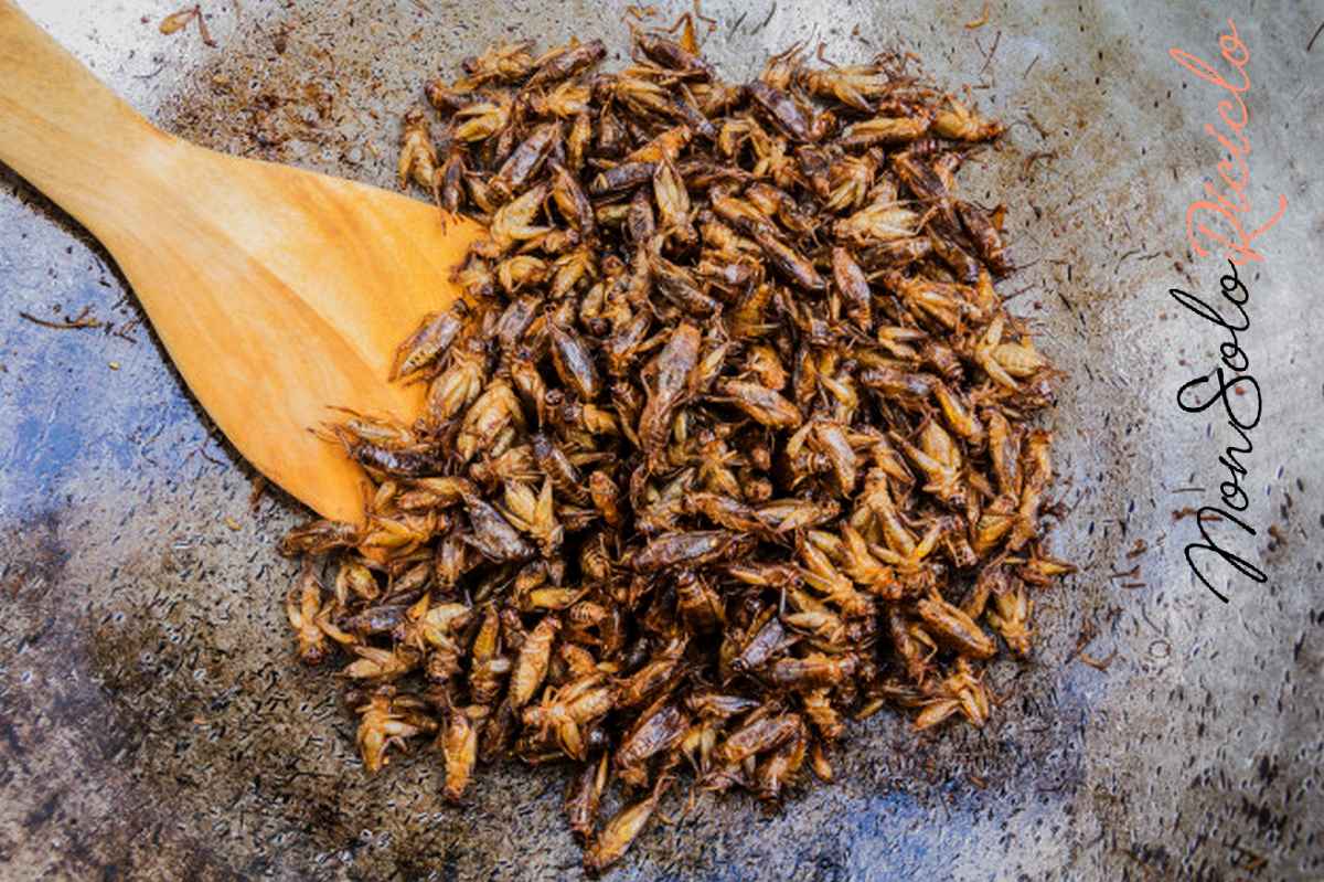 lefsa dice si al consumo fried insects as snack 36835 1008