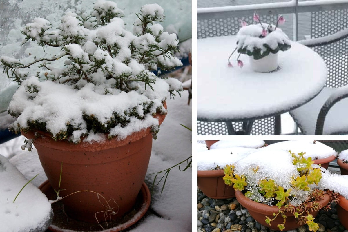Proteggere le piante quando fuori gela: ecco un metodo semplicissimo!