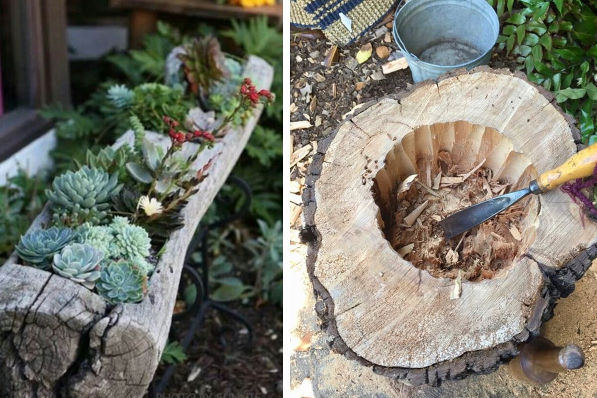 come decorare un tronco utilizzando tronco piante grasse