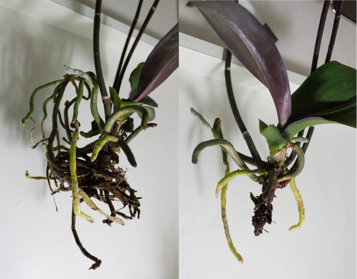 cura e suggerimenti per le coltivare orchidee O4