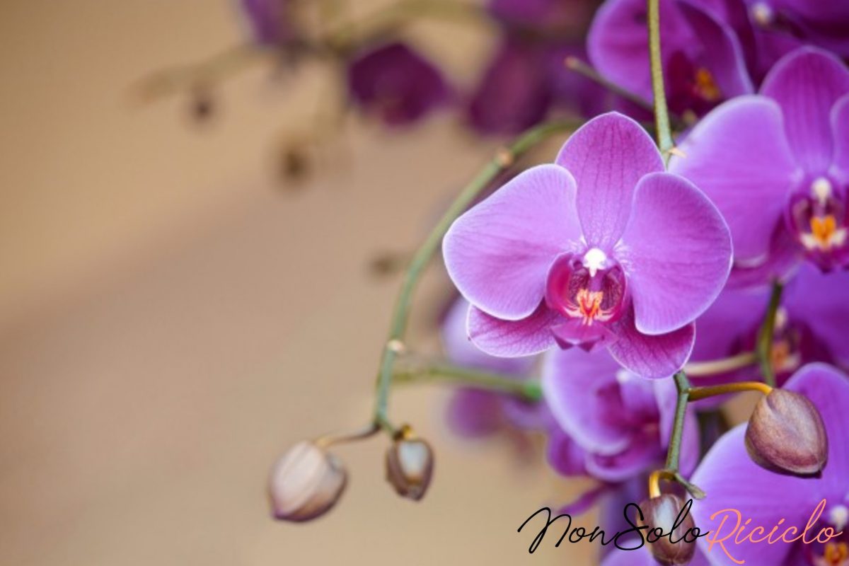 Orquídeas hermosas y florecientes: solo una pizca de este ingrediente.