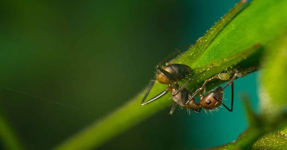 combattere le infestazioni delle piante formiche e afidi
