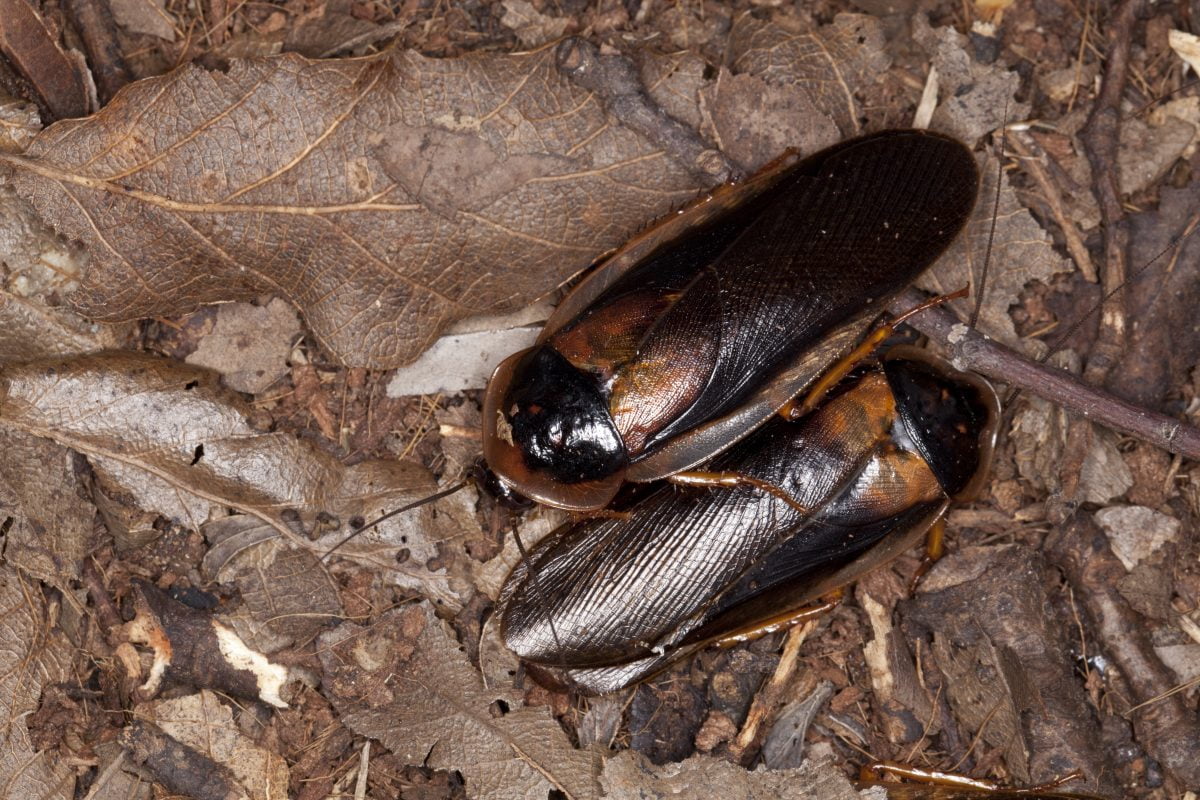 Blatte e scarafaggi: 3 metodi infallibili e naturali per eliminarli