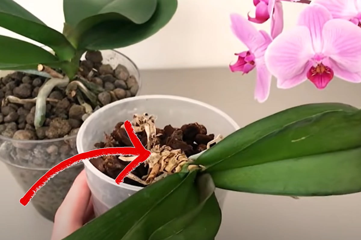¿Orquídea con raíces secas? ¡No lo tires! ¡Aquí se explica cómo guardarlo!