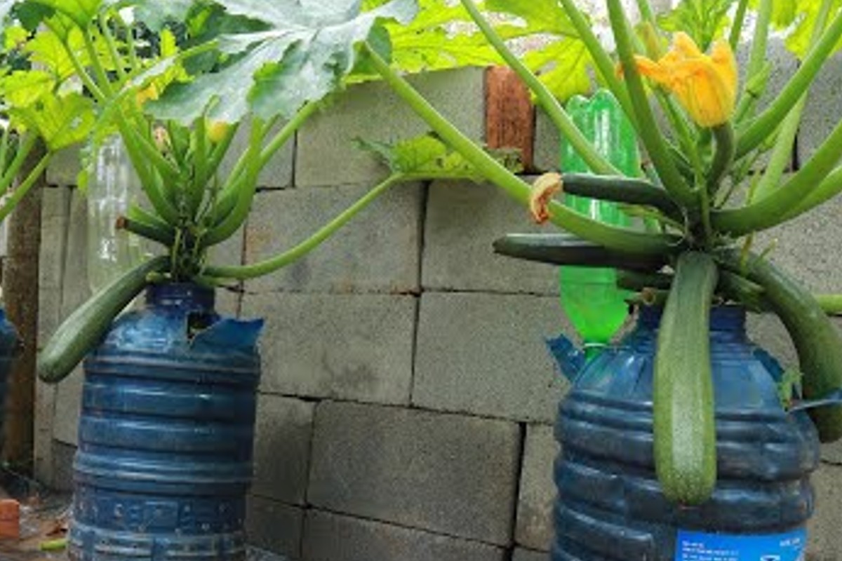 come coltivare le zucchine in coltivare le zucchine
