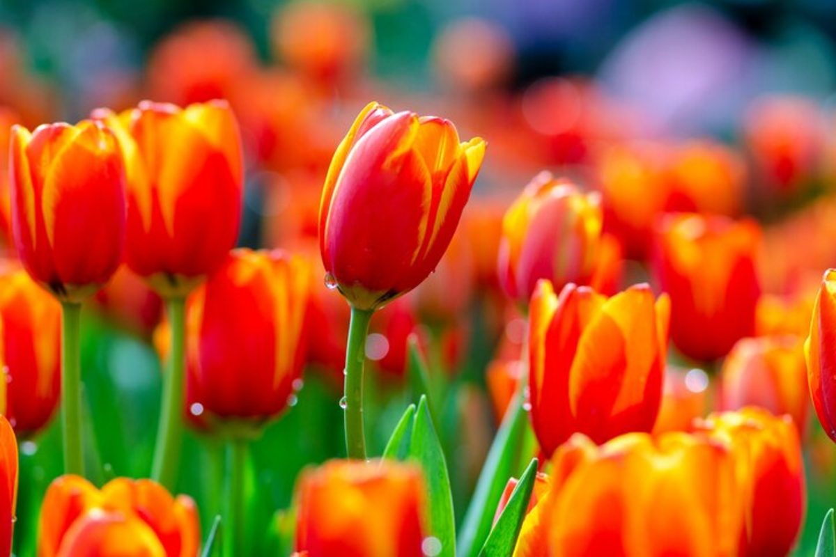 tulipani coloratissimi e rigogliosi con 4