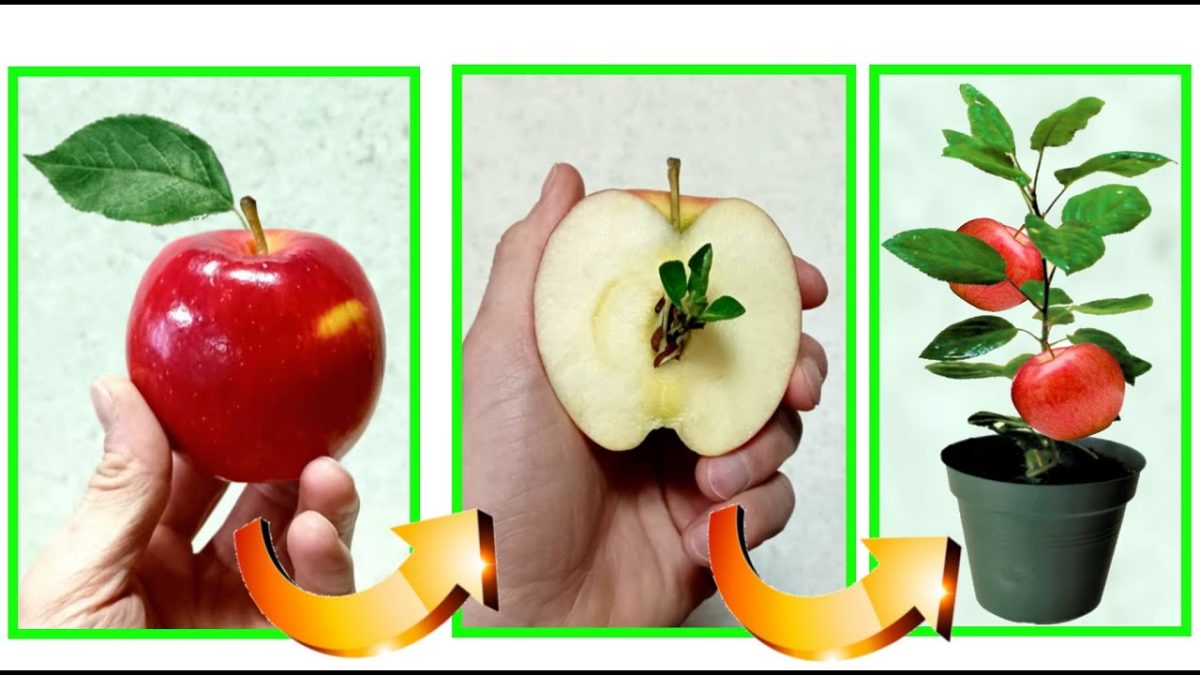 Plante de pomme: de la graine à la plante, comment la faire naître à la maison 