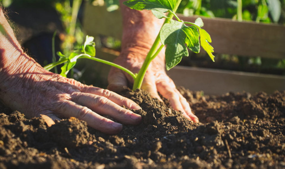 5 piante facili da coltivare mani 2