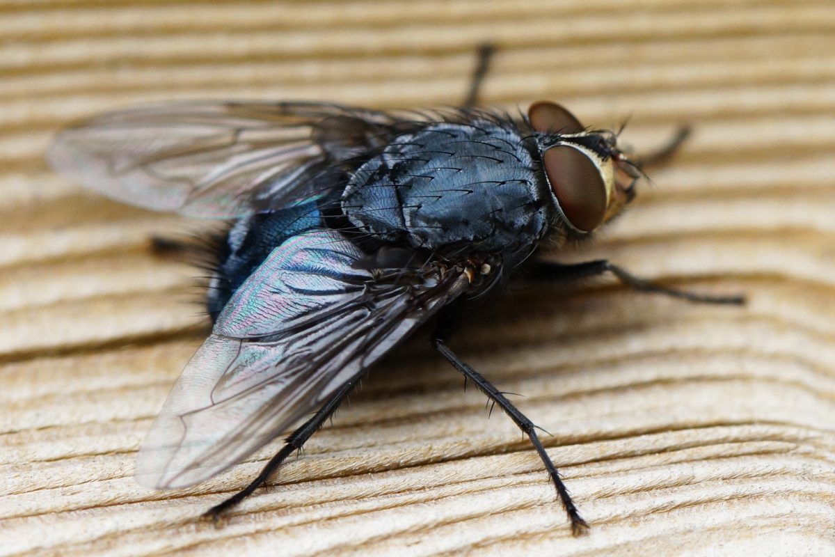 allontanare le mosche senza insetticida 1