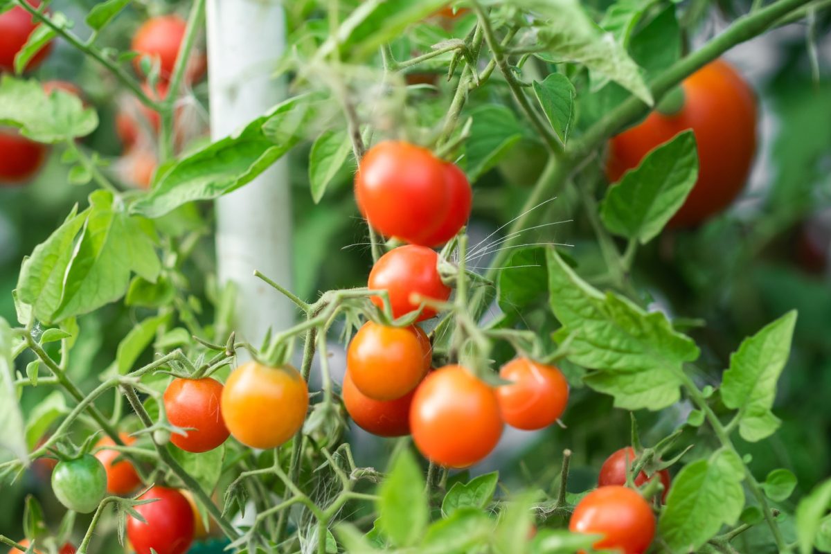 Coltivare i pomodori: le cure e i rimedi contro gli afidi