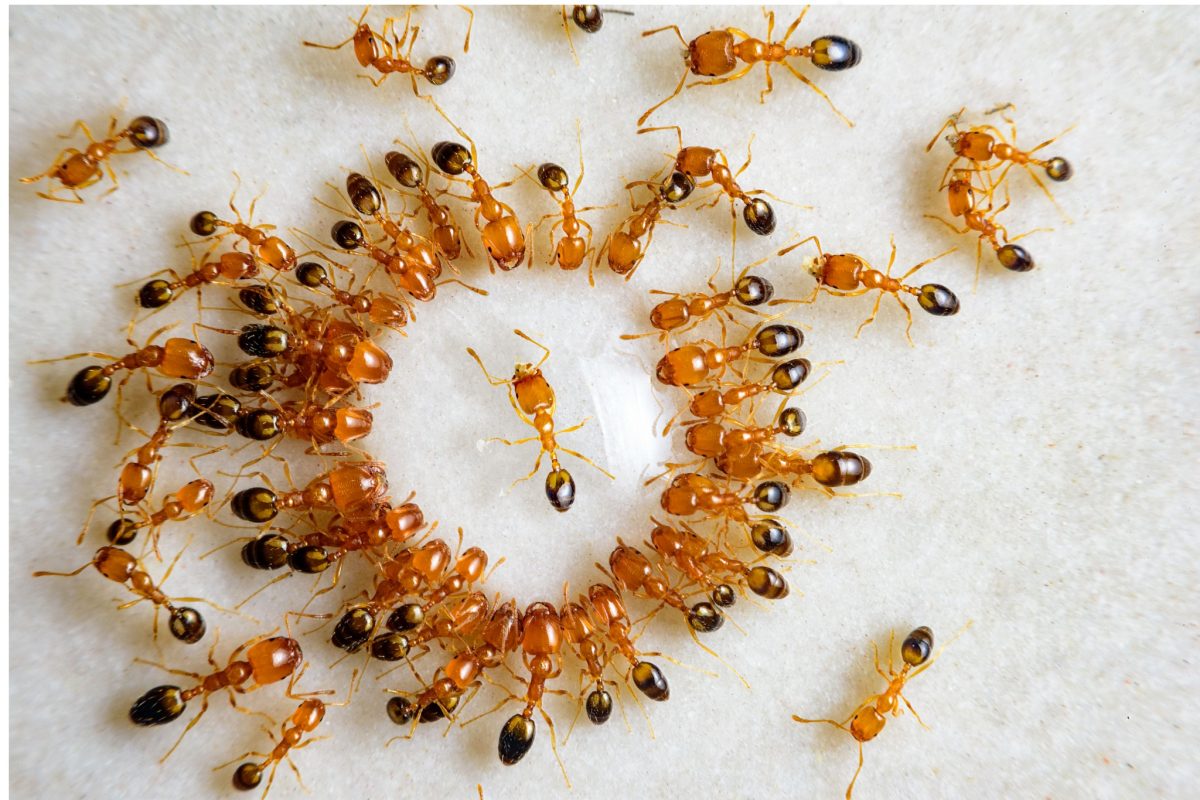 Esiste un trucco davvero efficace per sbarazzarsi delle formiche: quale?