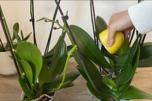 orchidea il trucco migliore per fallo allorchidea fiorira abbondantemente produrra succo di limone orchidea