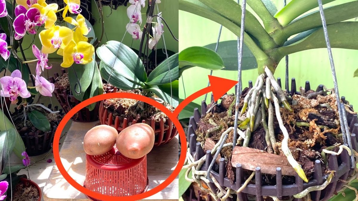 Orchidee forti e con crescita veloce? Prova il trucco della patata!