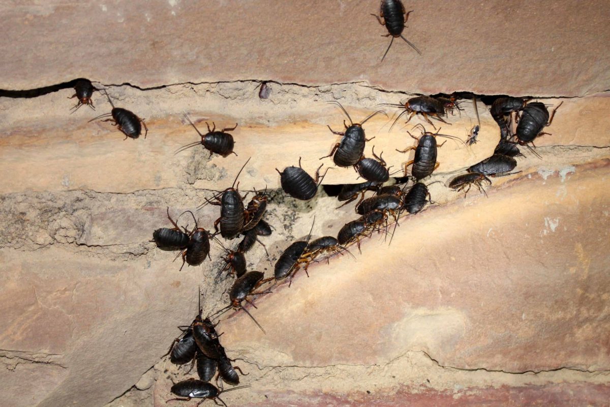 blatte perche entrano in casa scarafaggio nero