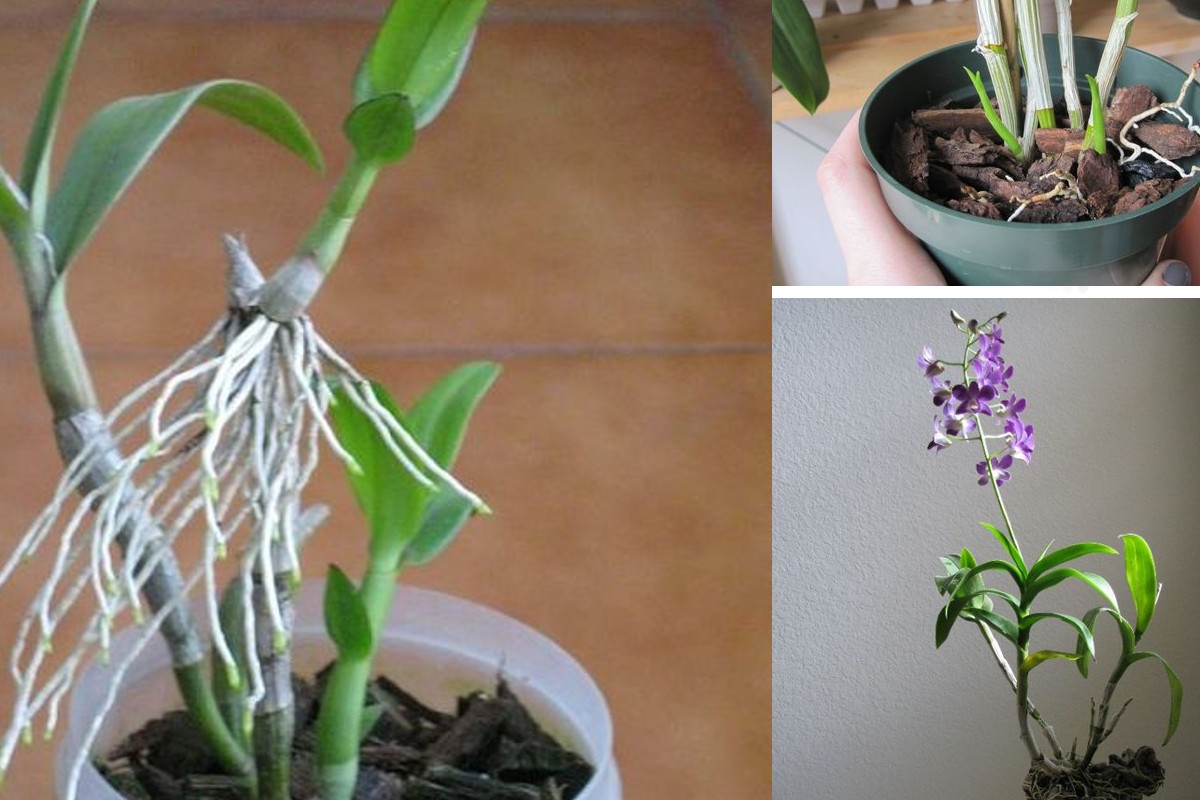 Come riprodurre orchidee dai vecchi rami sfioriti: metodo semplice!