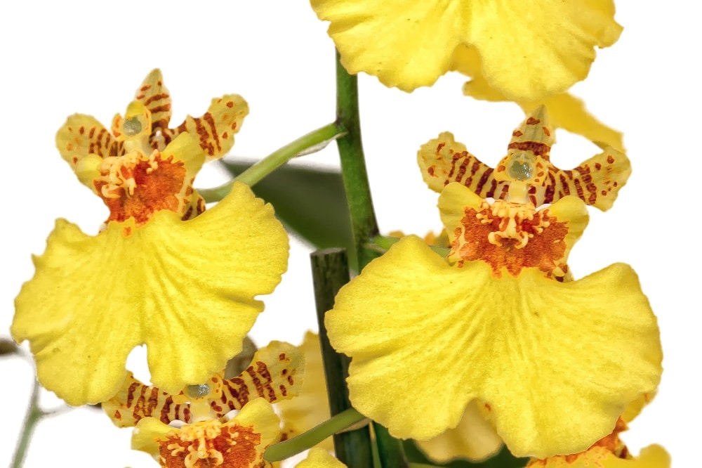 orchidee gli esemplari piu facili Coltivare un Oncidium