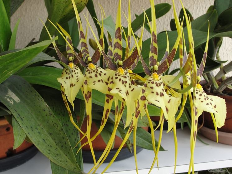 orchidee gli esemplari piu facili brassia NG8