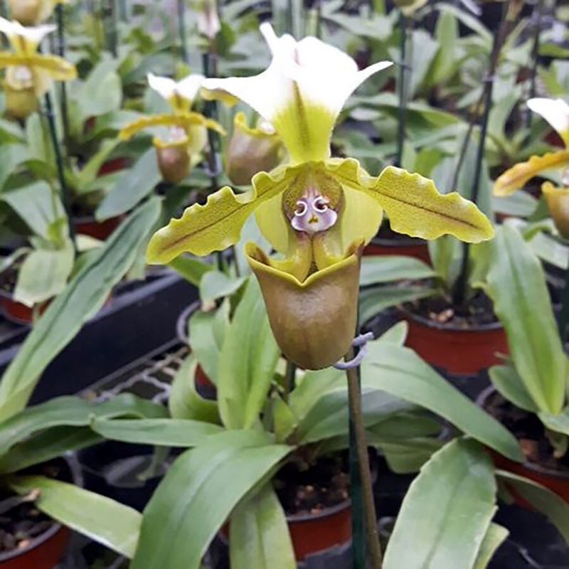 orchidee gli esemplari piu facili paphiopedilum spicerianum