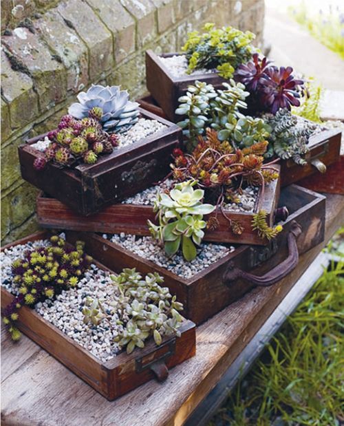 crea il tuo mini giardino cassetti succulente