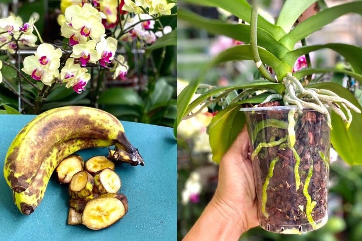 se non conosci questo metodo orchidea fertilizzante alla banana