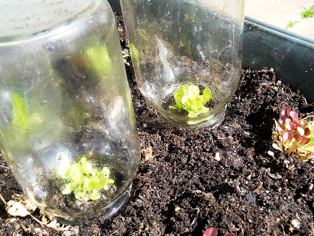 Use mason jars as mini greenhouses