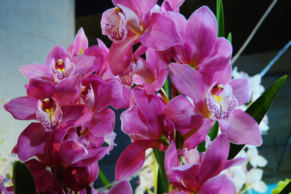 orchidea per farla crescere sana AdobeStock 252934119