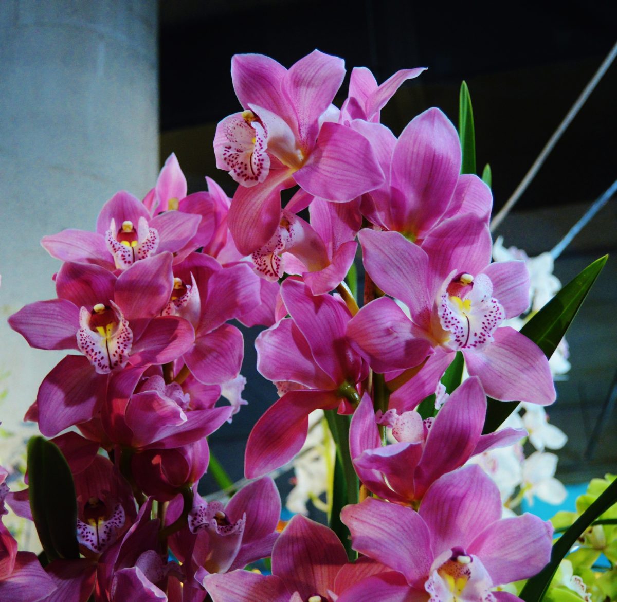 Orchidea: Un solo ingrediente per una fioritura eccezionale!