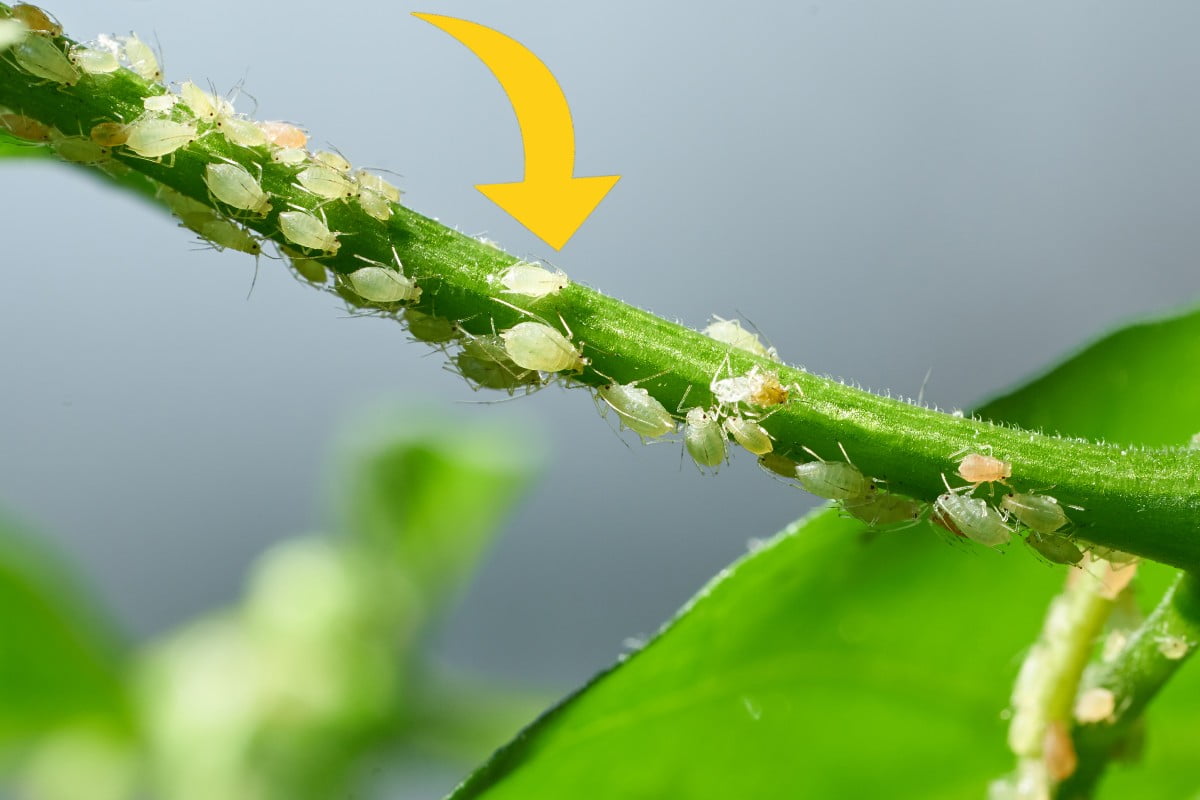 Nyní se můžete rozloučit s mšicemi, které napadají naše rostliny: 5 neomylných domácích prostředků!