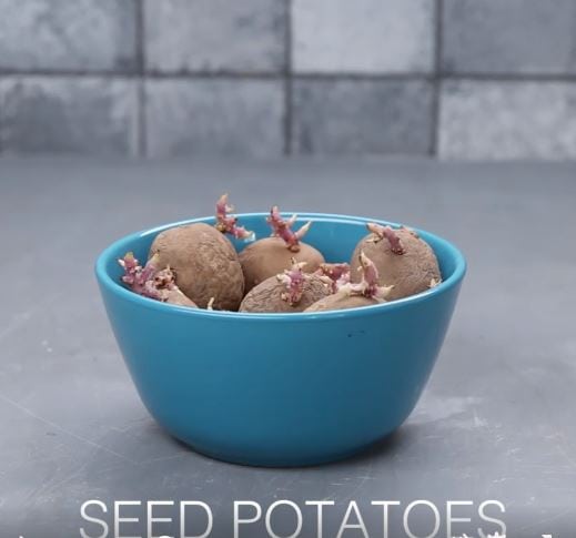 piantare le patate utilizza 2 bbbbbbbbbbbbb