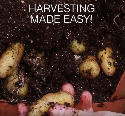 piantare le patate utilizza 2 bbbbbbbbbbbbbbbbbbbbbbb.jpg